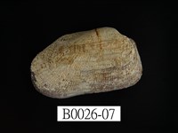 藏品(鬍魁蛤(布紋蚶))的圖片